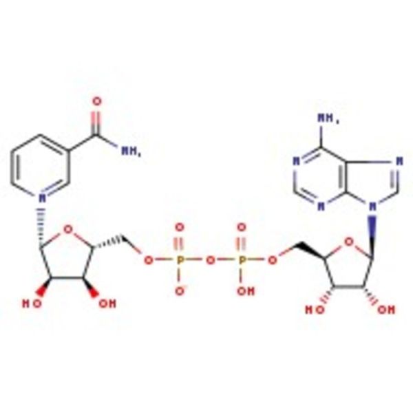 ^b-Nicotinamide adenine dinucleotide, 98+%