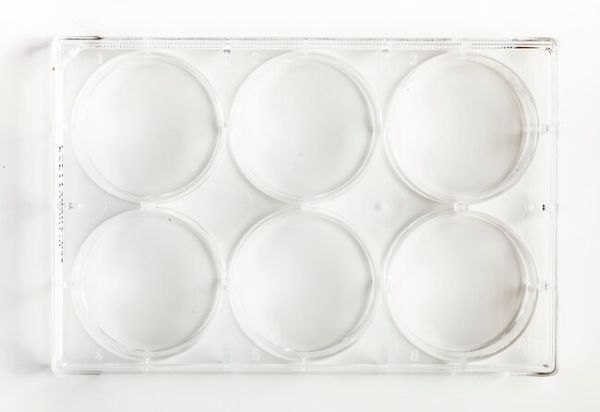 Fisherbrand 6 well TC multidish 100/case