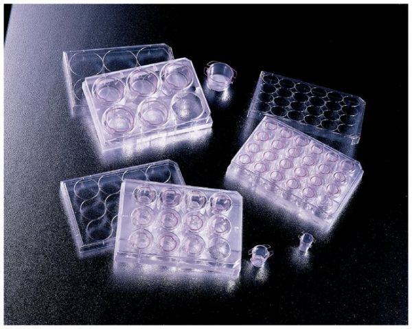 CELL CULTURE INSERT 6/Pk