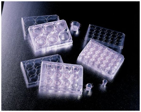  Falcon™ Cell Culture Inserts: For Use With 12-Well Plates