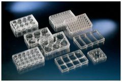 24 Well Plate, TC Surface, Pack of 1