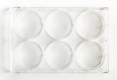 Fisherbrand 6 well TC multidish 100/case